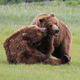 Illustration for article titled Please Enjoy This Gallery Of Amazing Bear Photos